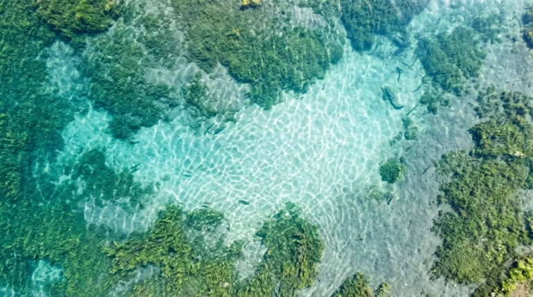 How To Oxygenate A Pond: A Decision Guide For Aquaculture