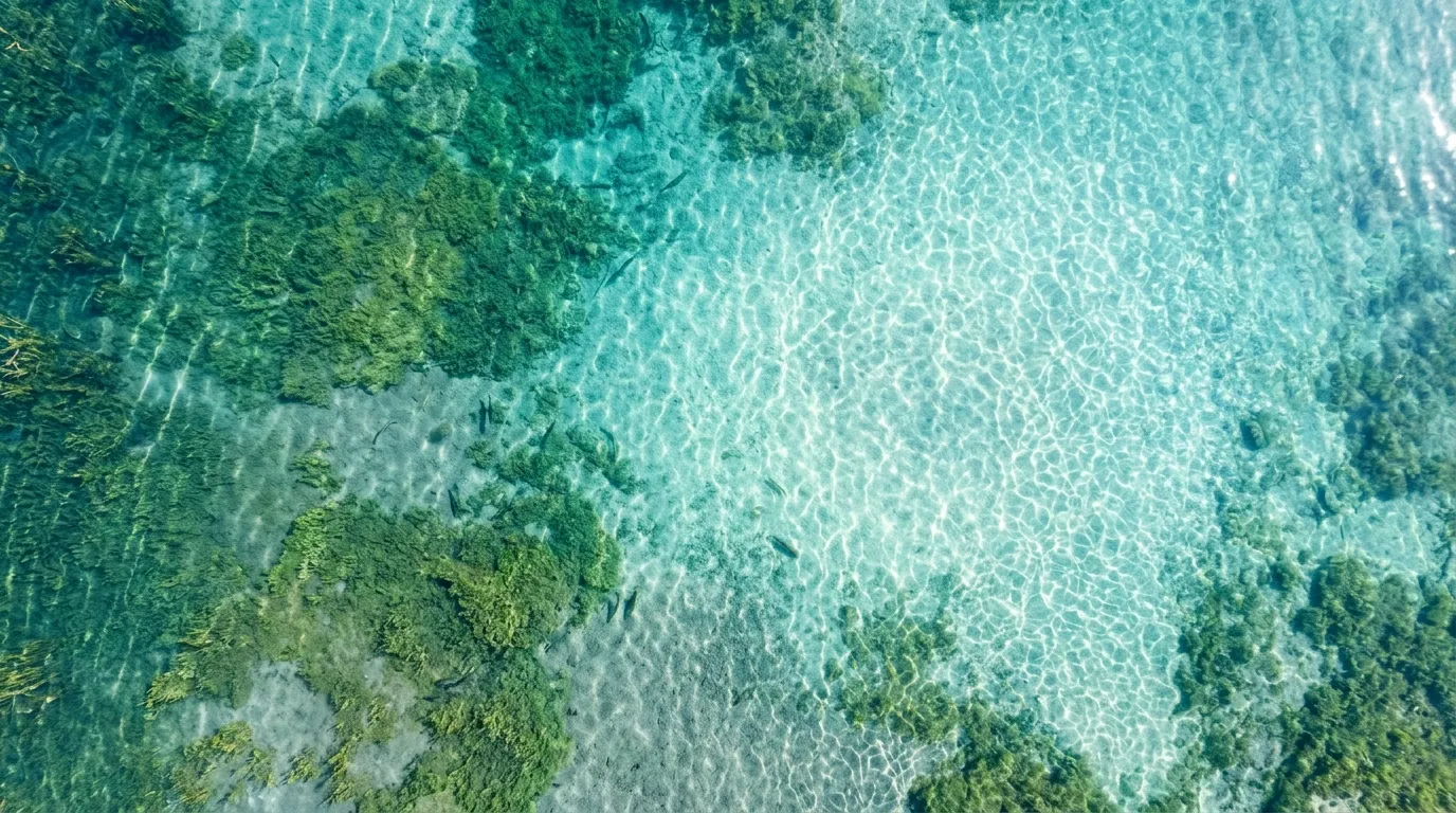 Pond Algae Bloom Prevention Equipment: What Works