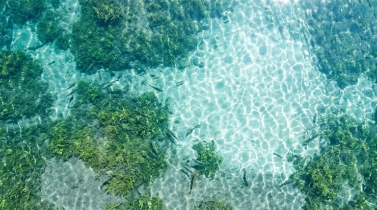 Algae Bloom Remediation Aeration: What It Can And Cannot Do